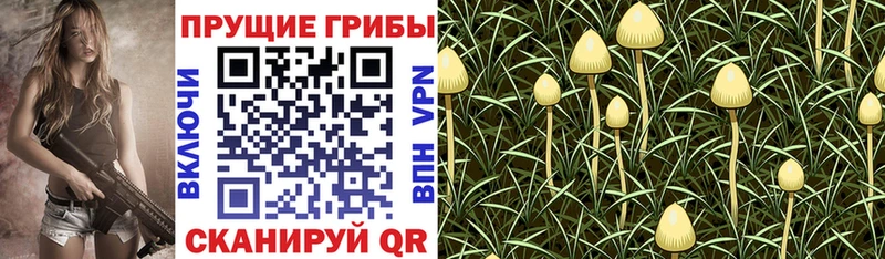Купить где  Емва  Галлюциногенные грибы Psilocybine cubensis 